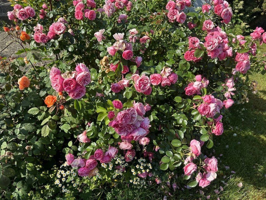 Im Garten Einfamilienhaus Bendorf , Rhein